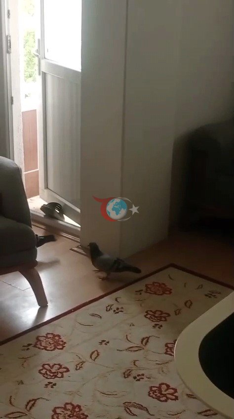 1,5 aydır oturma odasını güvercinlerle paylaşıyor