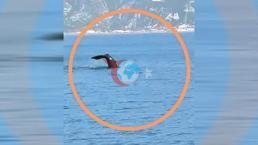 Whale
