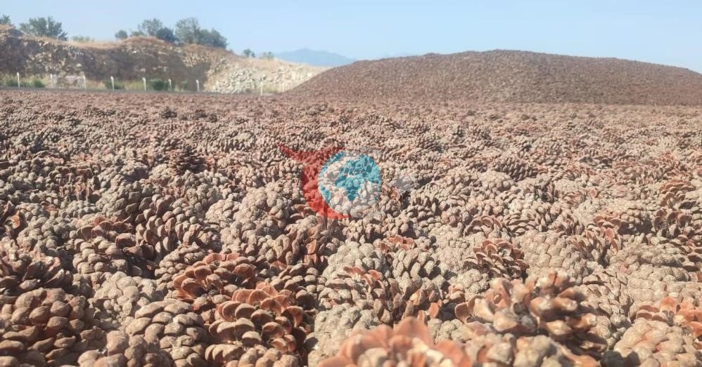 Çam fıstığı altınla yarışıyor