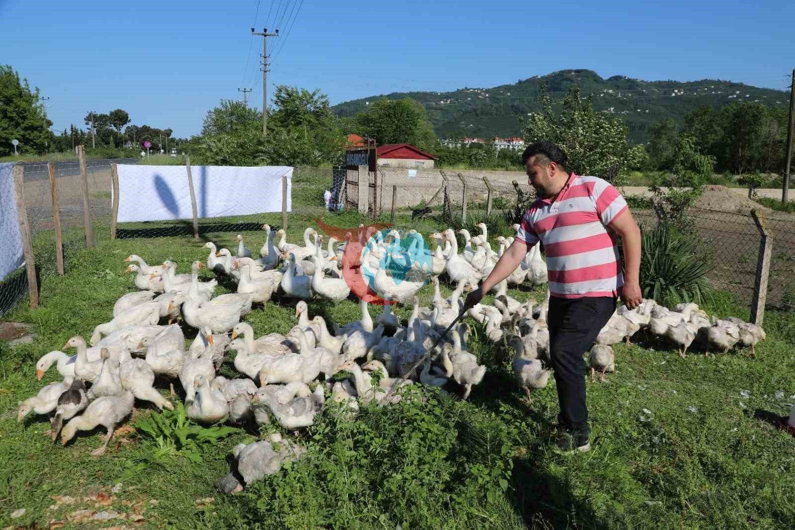 Ordu’da Kaz Yetiştiriciliğinde Büyük Başarı: 20’den 220’ye
