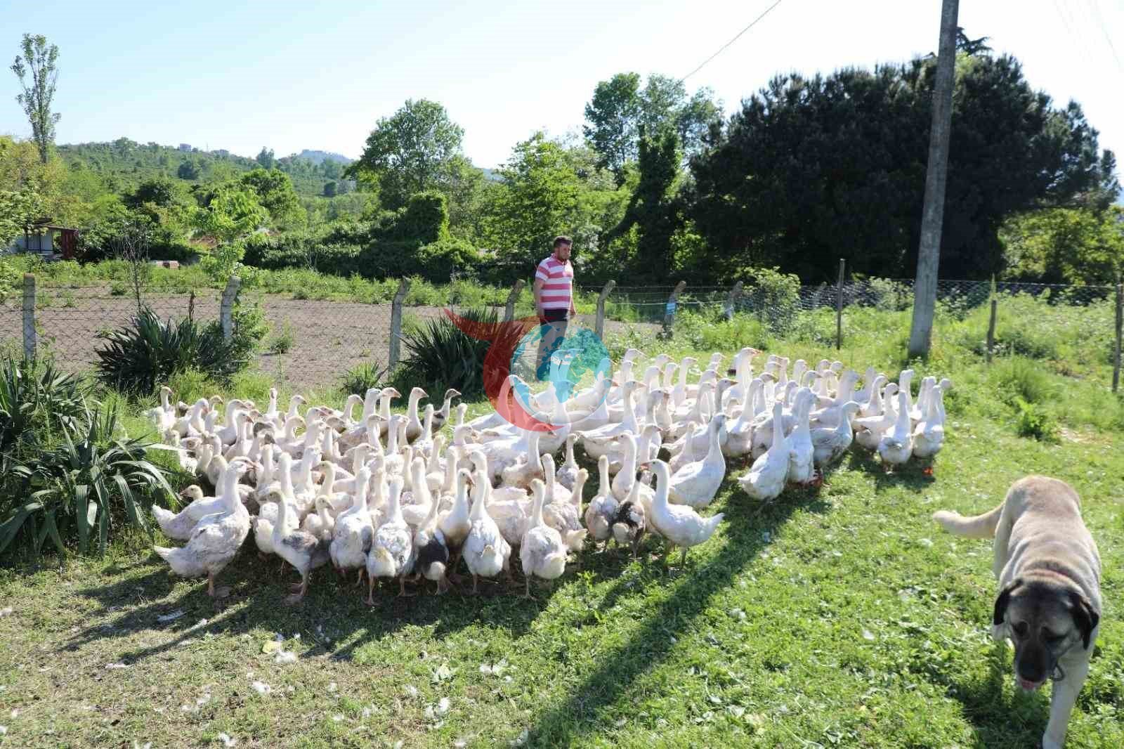 Ordu&rsquo;da kaz bereketi: 20 ile başladı, 220&rsquo;ye çıktı