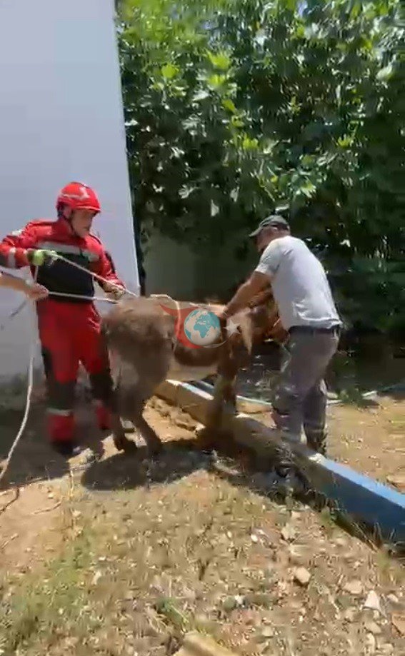 Havalandırma boşluğuna düşen eşek kurtarıldı