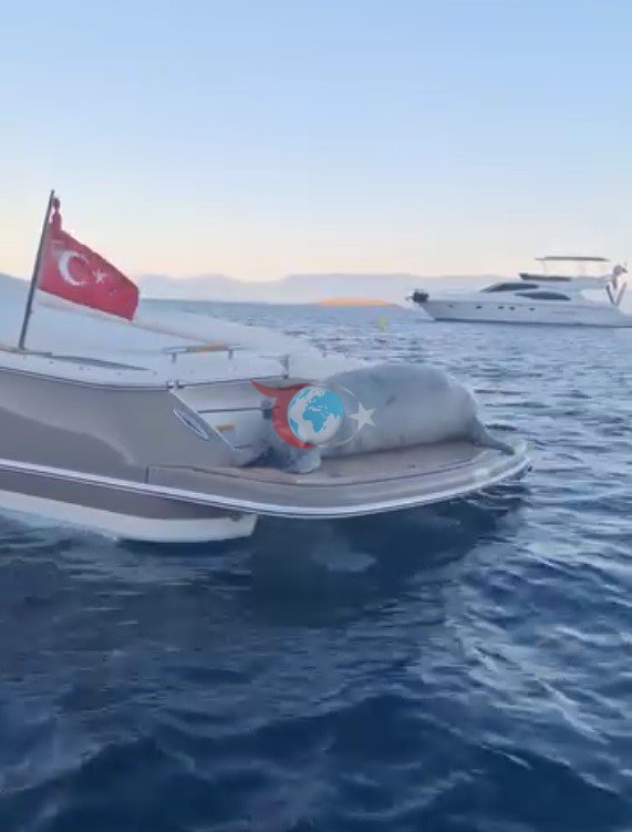 Bodrum'da Akdeniz Foku'nun Motoryat Üzerindeki Keyifli Anları