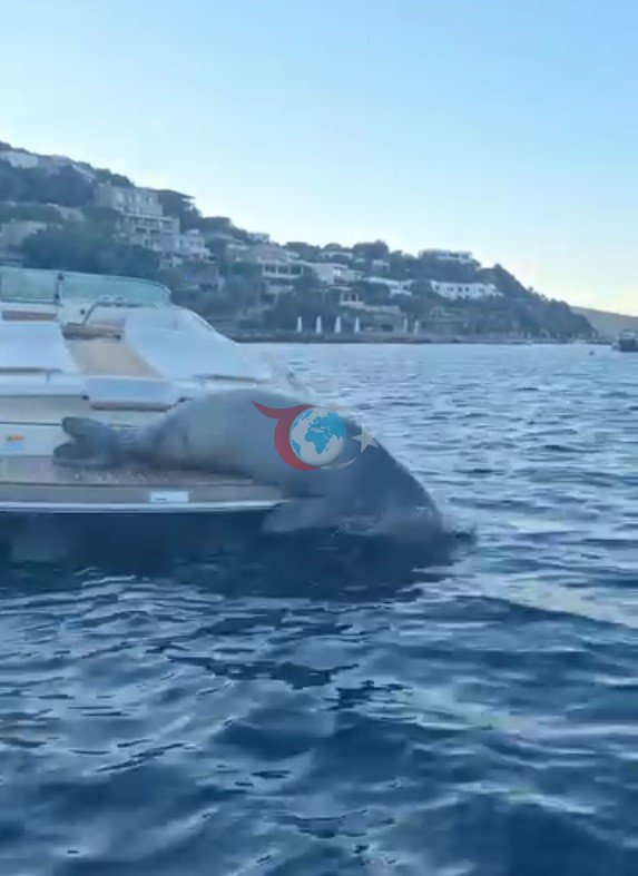 Mediterranean Mon'plessealk