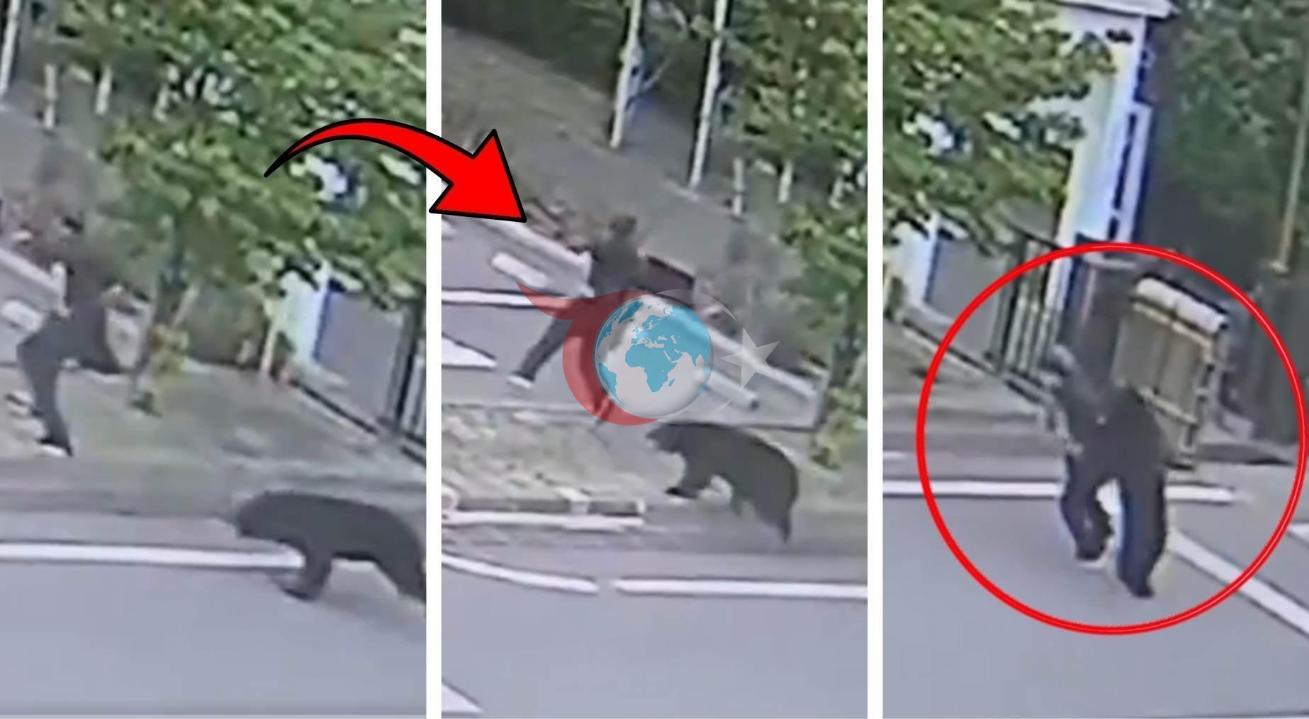 Japonya'da Ayı Tehdidi Eğitimi Durdurdu: OHAL Gündemde