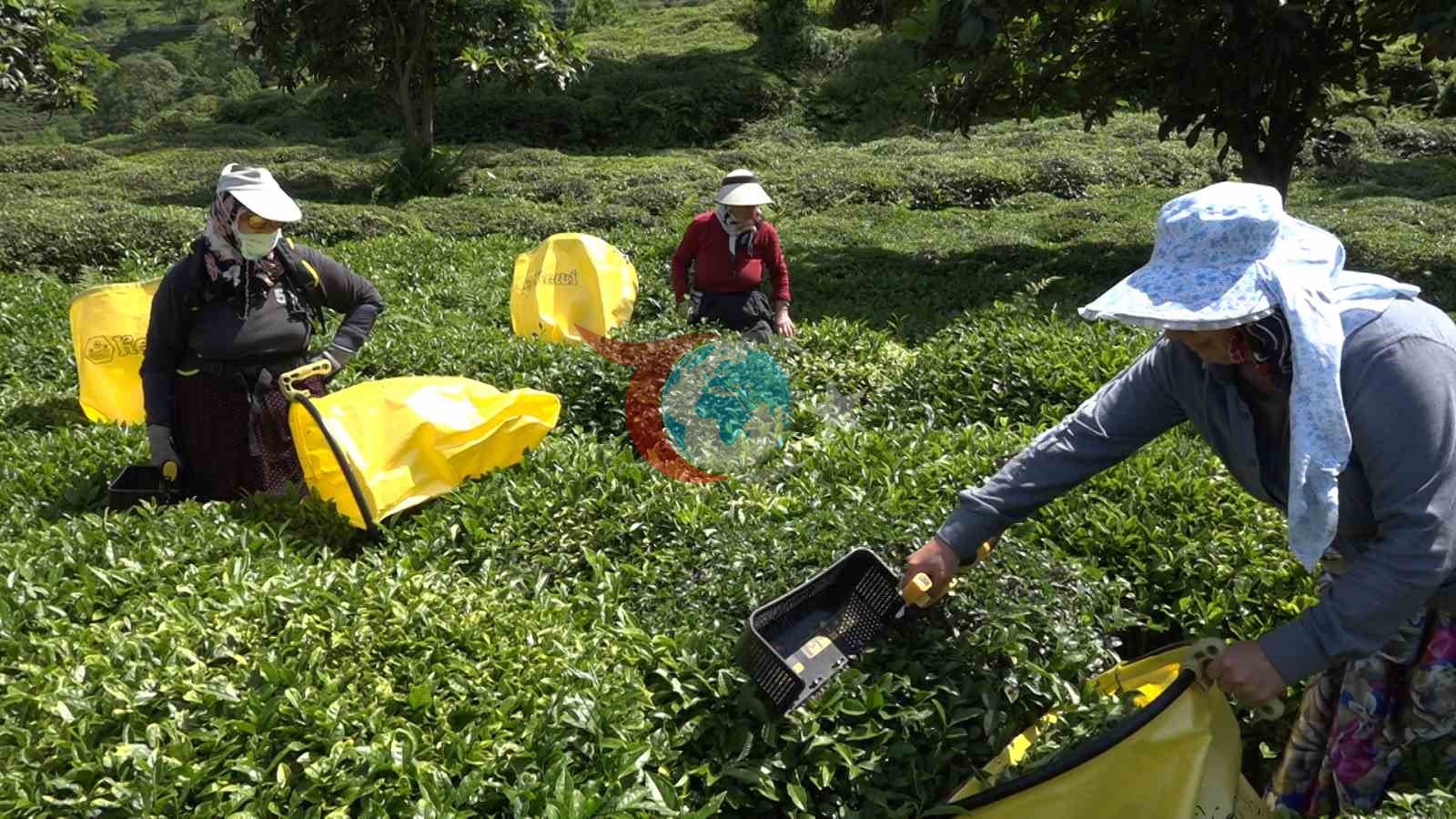 Özel Sektör Çay Fiyatlarını Düşürünce Üreticiler Tepkili