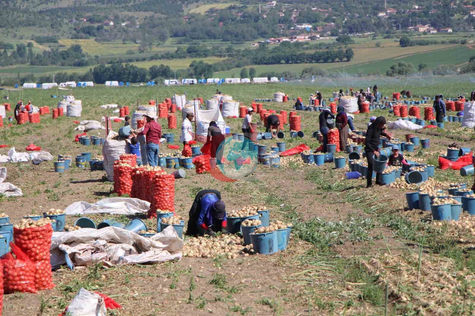 Amasya'da Soğan Hasadı Başladı: Fiyatlar 12-25 TL Arasında