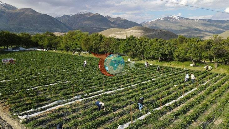 Erzincan'da Çilek Bahçesinde Kendin Topla Dönemi Başladı