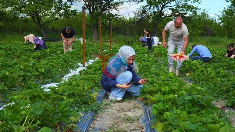 Tarlada yeni konsept: Yediğin senin, topladığın benim