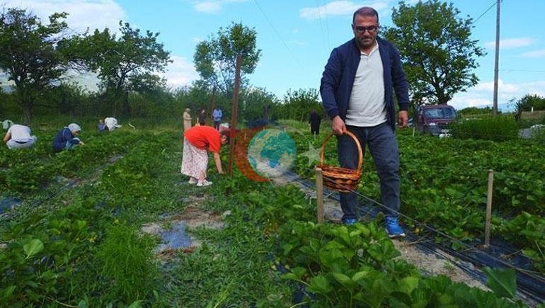 Tarlada yeni konsept: Yediğin senin, topladığın benim