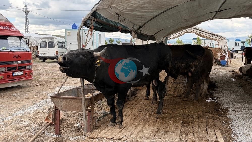 Kayseri'de Kurban Kesiminde Rekor Artış: 53 Bin Kurban Kesildi