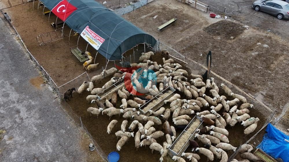 Kayseridə 53 min 284 heyvan qurban kəsildi