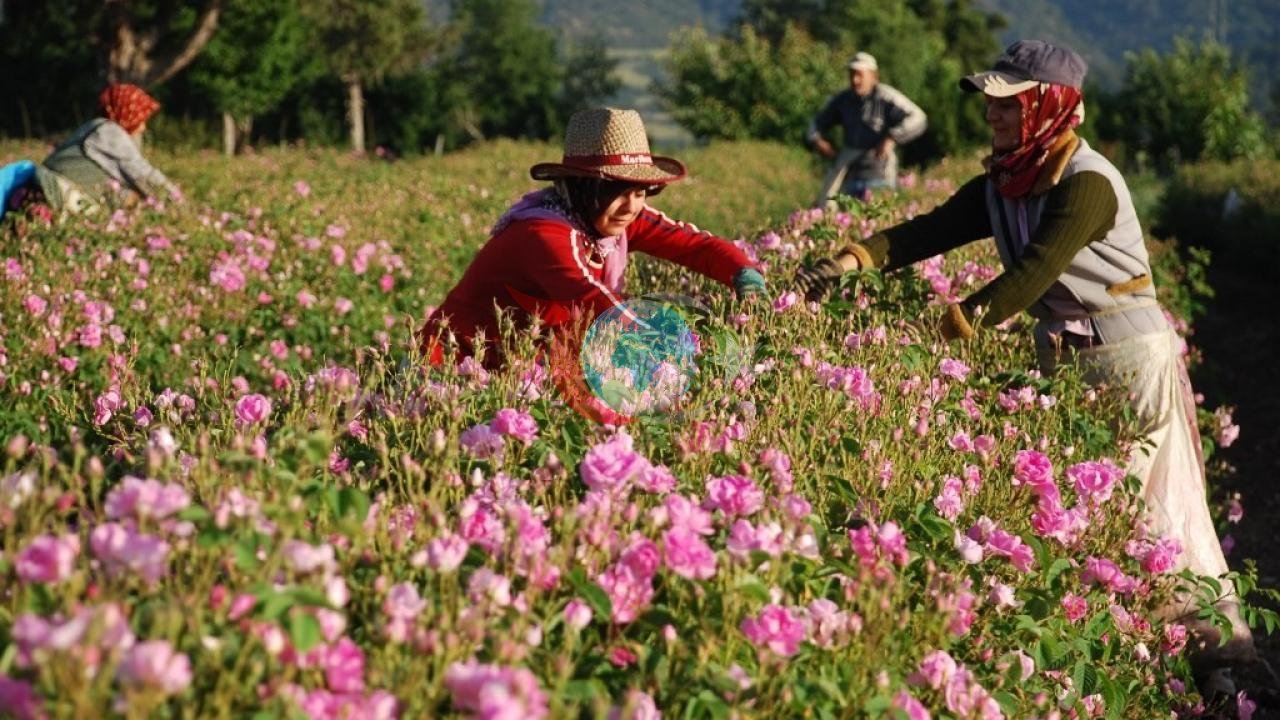 Isparta'da Gül Hasadı Başladı: 2026 Sezonu Umut Vaat Ediyor