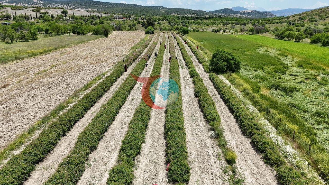 12 min avro kiloqram: Tarlalarda məhsul yığımına başlandı