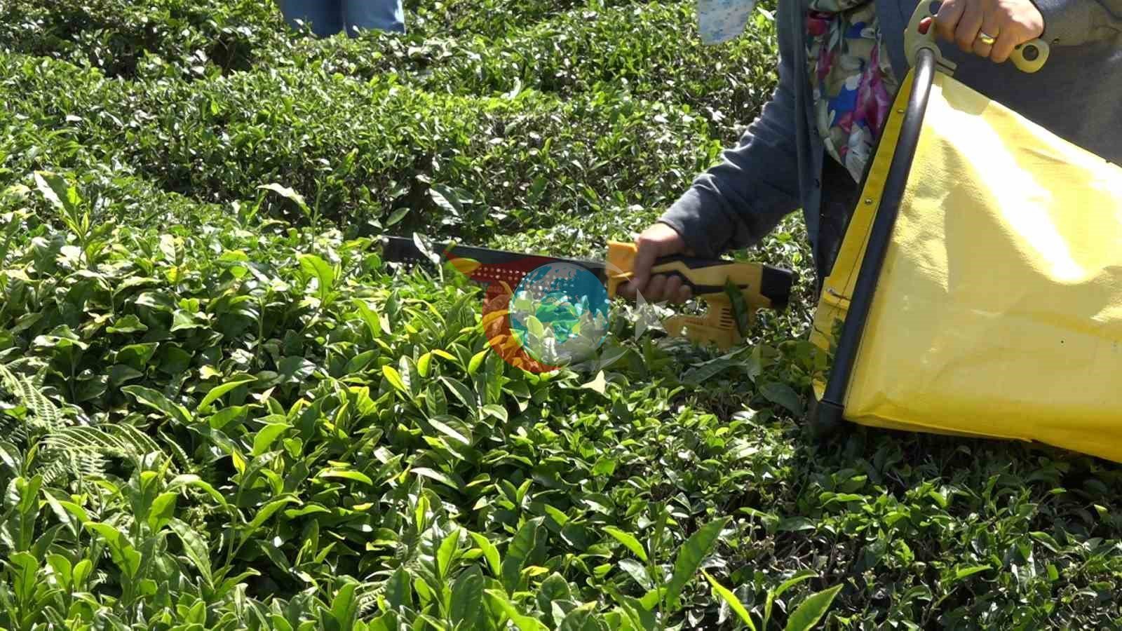 ÇAYKUR, Yoğun Talep Nedeniyle Çay Alımını Durdurdu