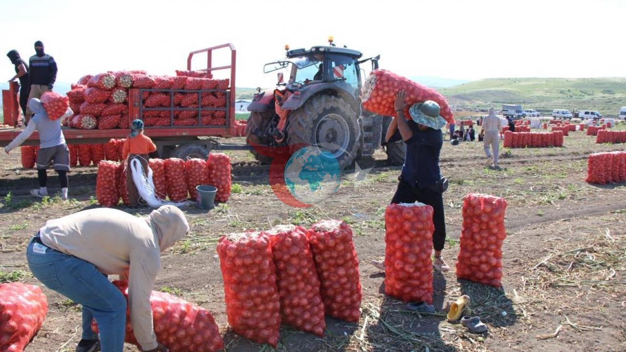 Amasya'da Soğan Hasadı Başladı: Fiyatlar 12-25 TL Arasında