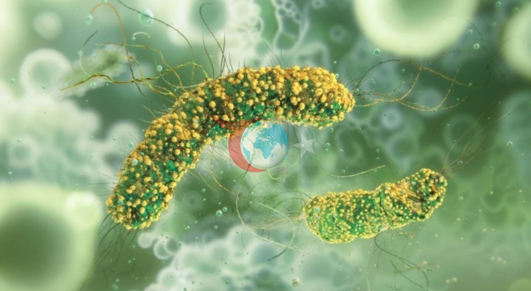 ABD'de 60 Yıl Sonra Et Yiyen Parazit Alarmı