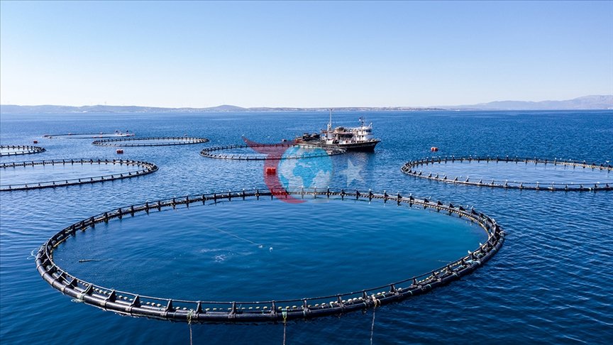 2025'te Su Ürünleri Üretiminde Yüzde 11,1'lik Artış