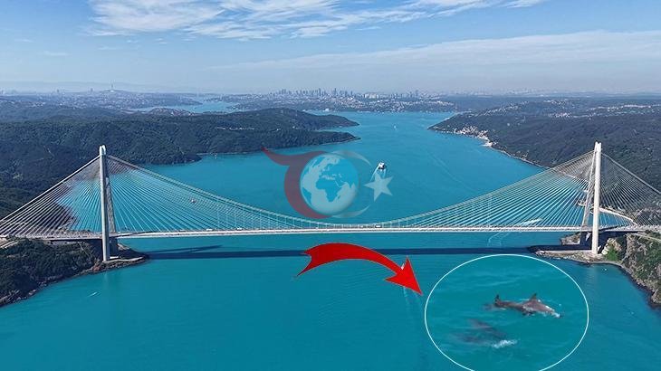 İstanbul Boğazı'nda Yunusların Dansı: Turkuaz Renkli Görsel Şölen