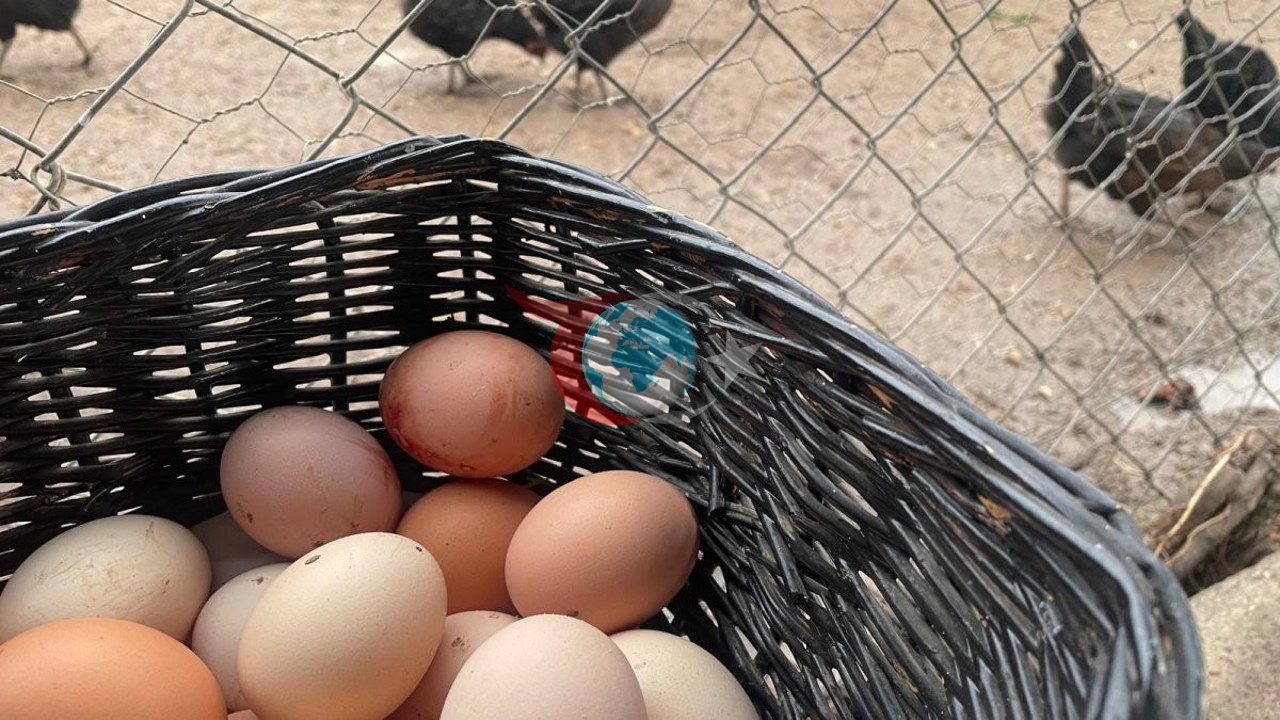 6 айда өндүрүлгөн жумуртканын көлөмү аныкталды!