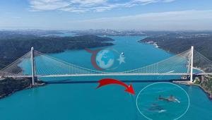 Turkuaz renge bürünen İstanbul Boğazı’nda sürpriz görüntü Bir anda ortaya çıktılar