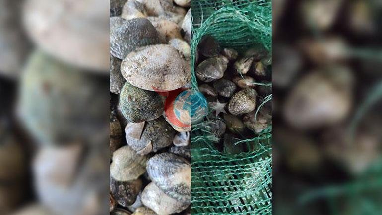 Kapıkule Sınır Kapısında kaçak akivades operasyonu Kesilen ceza dudak uçuklattı
