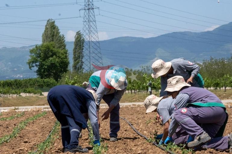 HEKTAŞ Genel Müdürü Terzi: 2026, Türk tarımı için büyüme yılı olacak