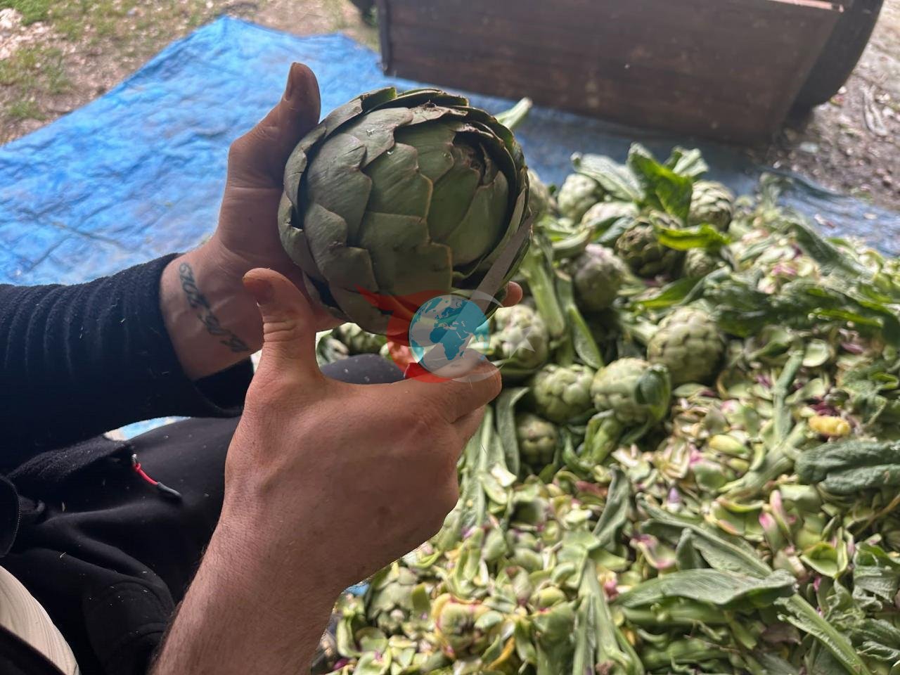 Aylık kazancı en az 240 bin lira! Sezonun açılmasıyla ustalar mesaiye başladı!