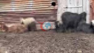 Onlarca hayvan telef olmuştu Adanadaki gizemli ölümlerin nedeni belli oldu