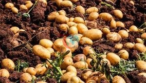 Tarlada tablo değişti Patates hasadında 20 günde fiyat 10 TL birden geriledi