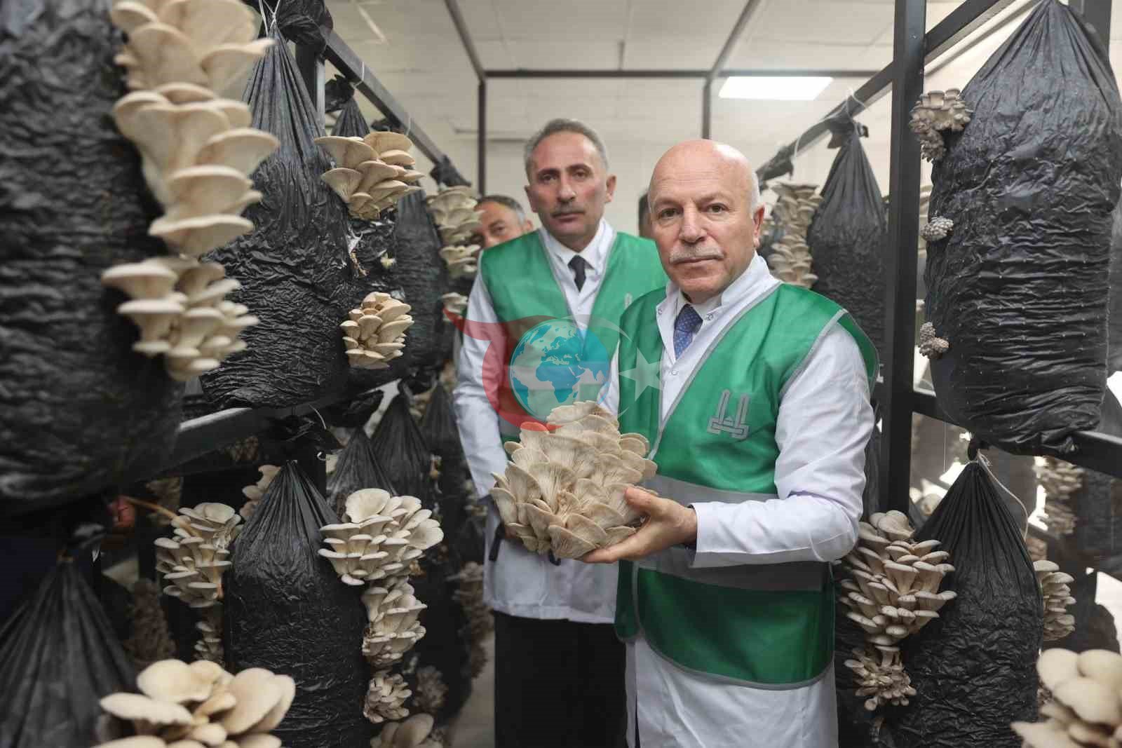 Erzurum’da Yerel Kalkınma: İstiridye Mantarı Üretimi Başladı