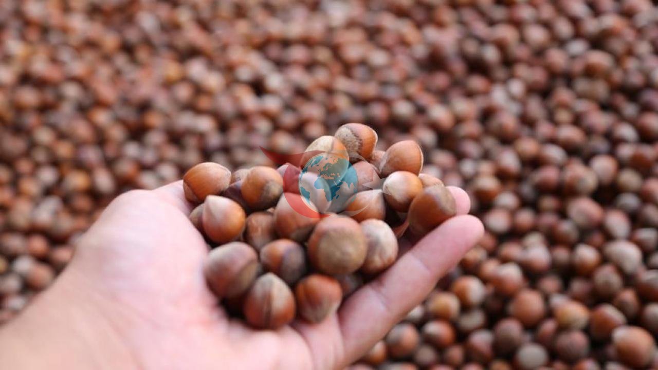 Karadeniz Fındığı Ekonomiye Büyük Katkı Sağlıyor