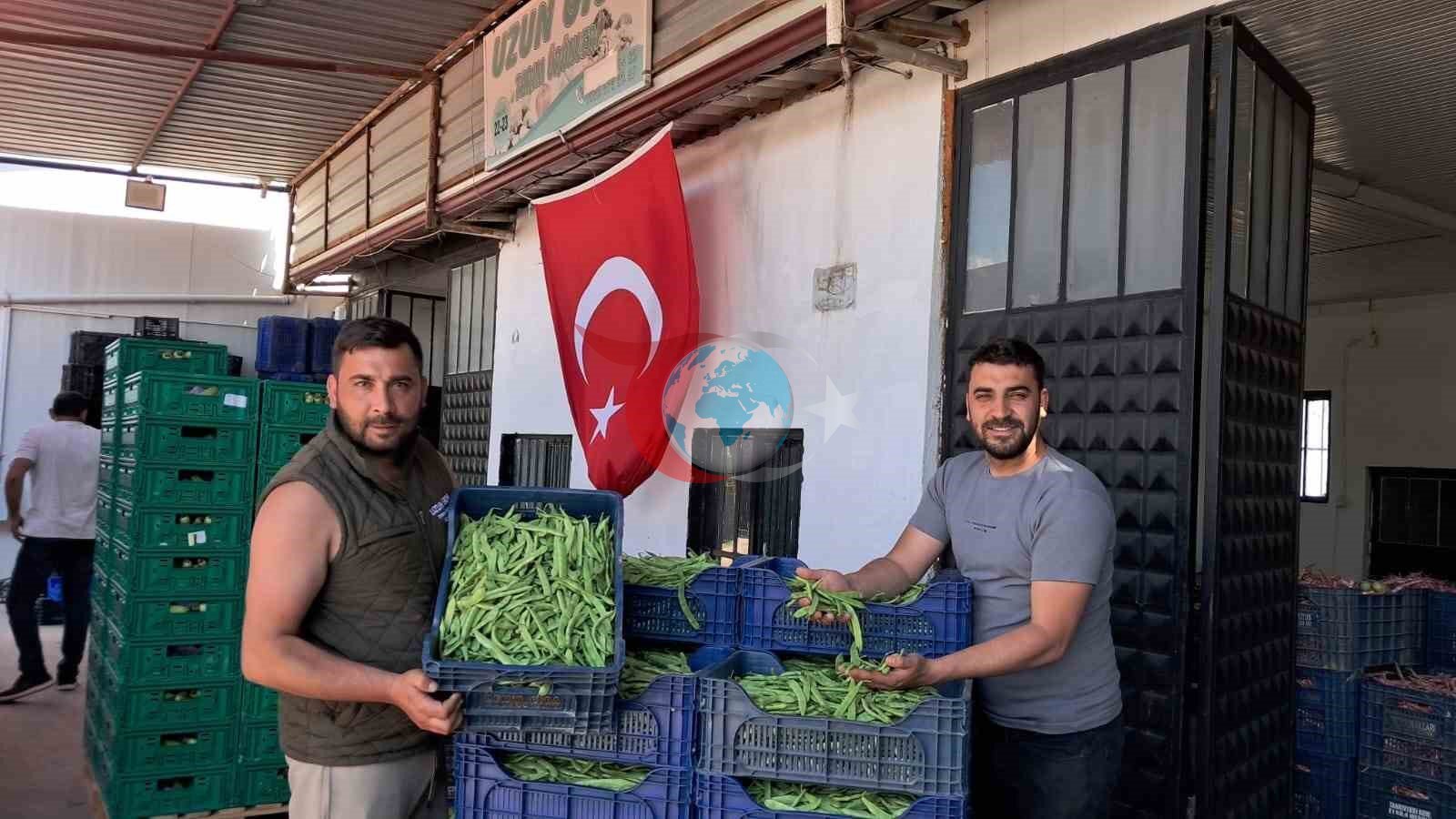 İznik'te Nazende Fasulyesi Hasadı Başladı: Üreticiler Fiyatlardan Memnun