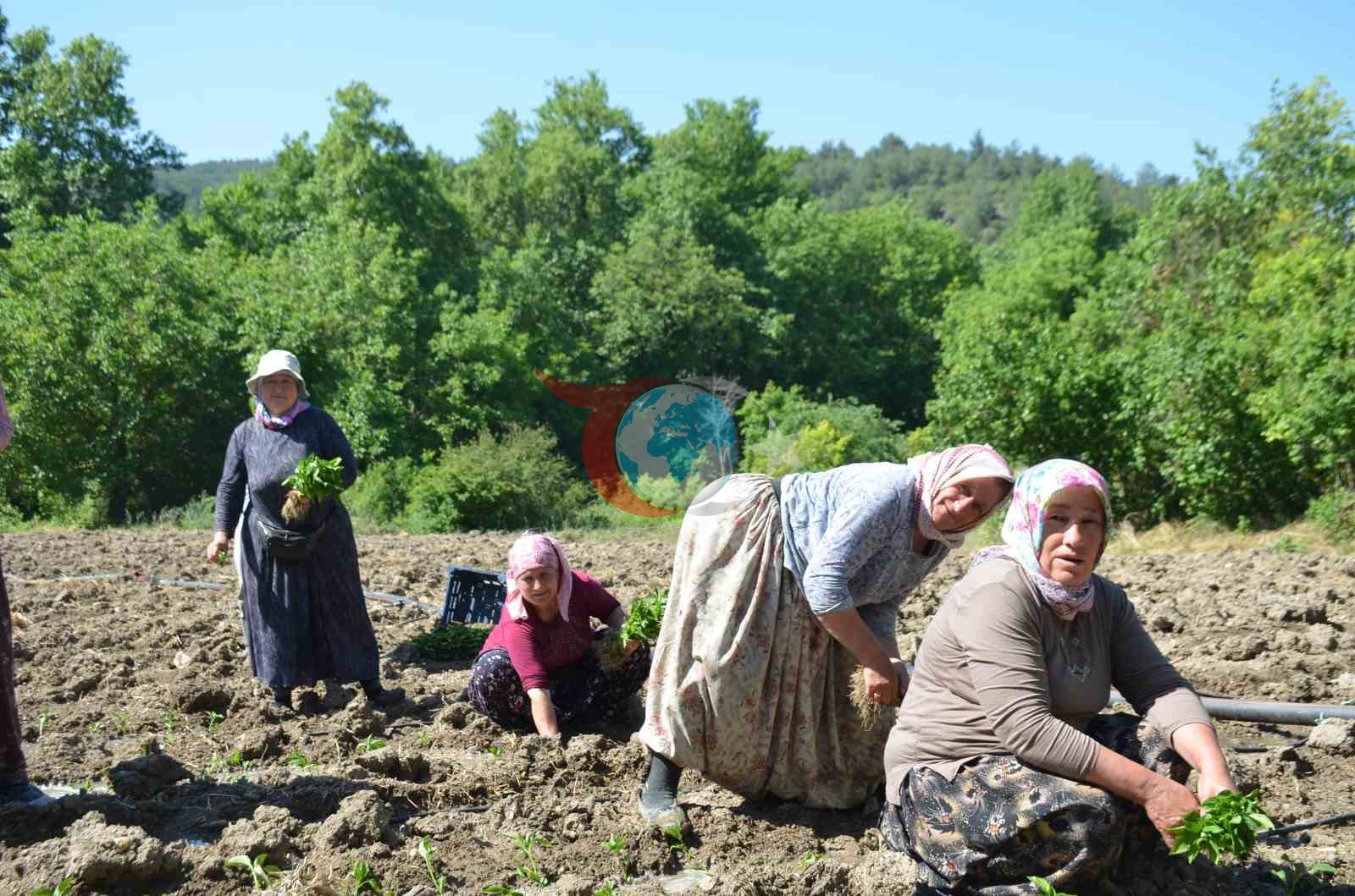 Çukurören'in Ata Tohumu Biberleri 162 Yıldır Ekiliyor