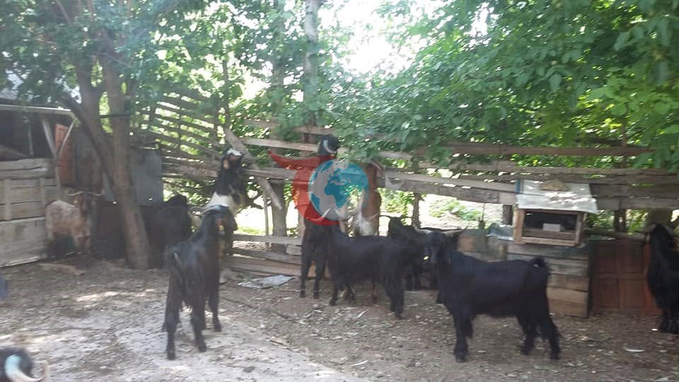 Gediz Akdağ'da Yörüklerin Geleneksel Yayla Göçü Başladı