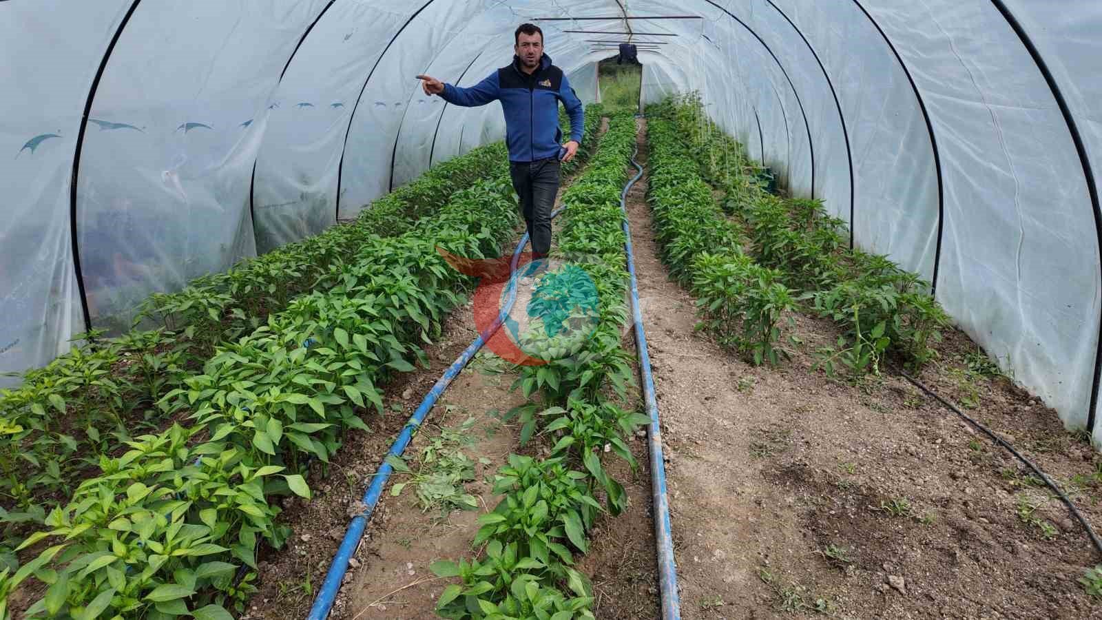 Gediz Ilıca: Sağlık ve Organik Lezzetlerin Buluşma Noktası