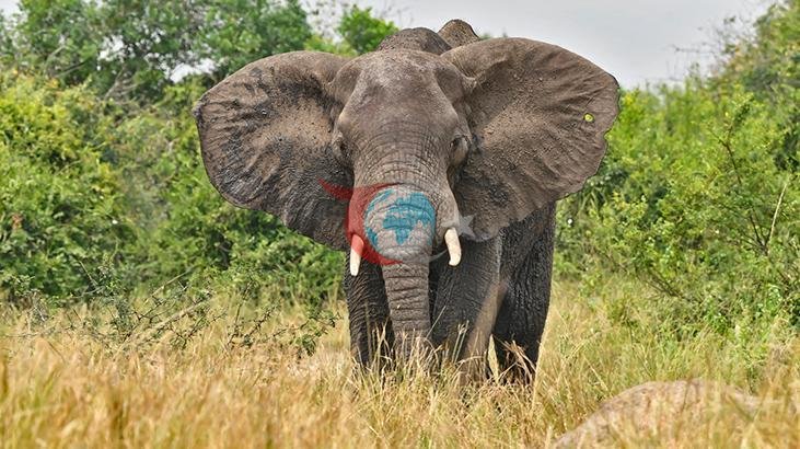 Kerala'da Trajik Fil Saldırısı: Bir Kişi Hayatını Kaybetti
