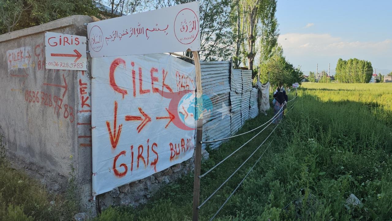 Muş'ta Çilek Tarlasında Doğrudan Satış: Üretici ve Tüketiciyi Buluşturan Yenilik