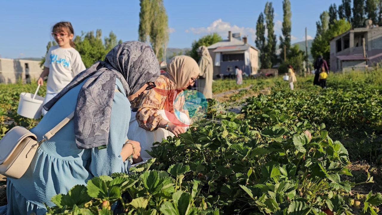 Tarladan halka çilek satışı: Aracıları aradan çıkardı vatandaş akın ediyor