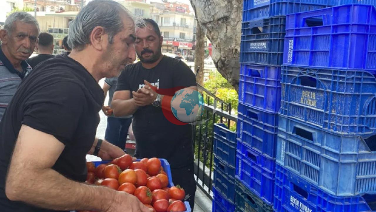 Antalya'da Çiftçi 4 Ton Domatesi Bedava Dağıttı
