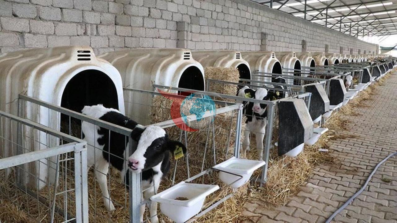 Devlet Destekli Hayvancılıkta Yeni Dönem: 108 Bin Hayvan Dağıtımı
