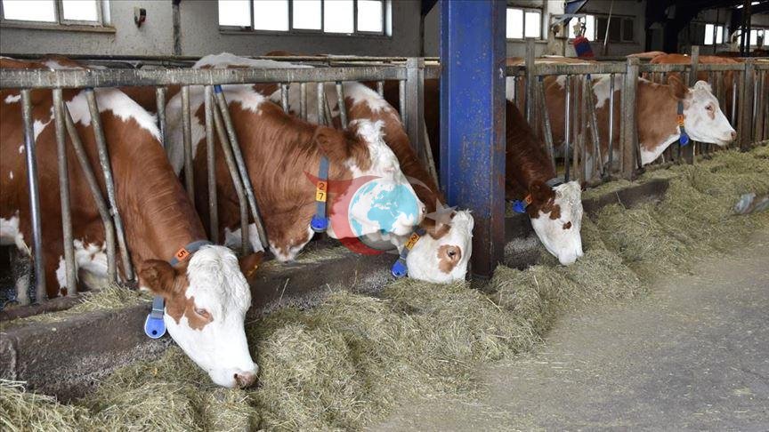  Maldarçylykda döwlet kepilligi bolan täze döwür: 108 müň haýwan paýlanar 