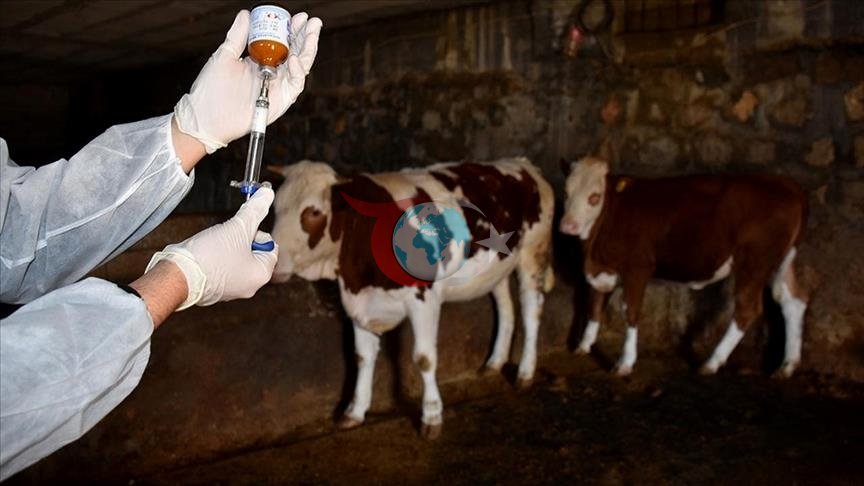 Gökçeada, Şap Hastalığından Aşılı Ari Bölge İlan Edildi