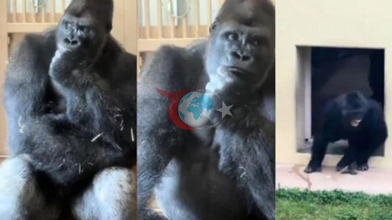 Goril Kiyomasa'nın Düşünceli Halleri Sosyal Medyada İlgi Odağı