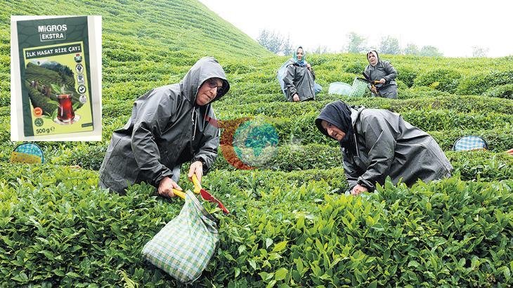 Rize'de Çay Tarımında Kaliteyi Artıran Yeni Proje
