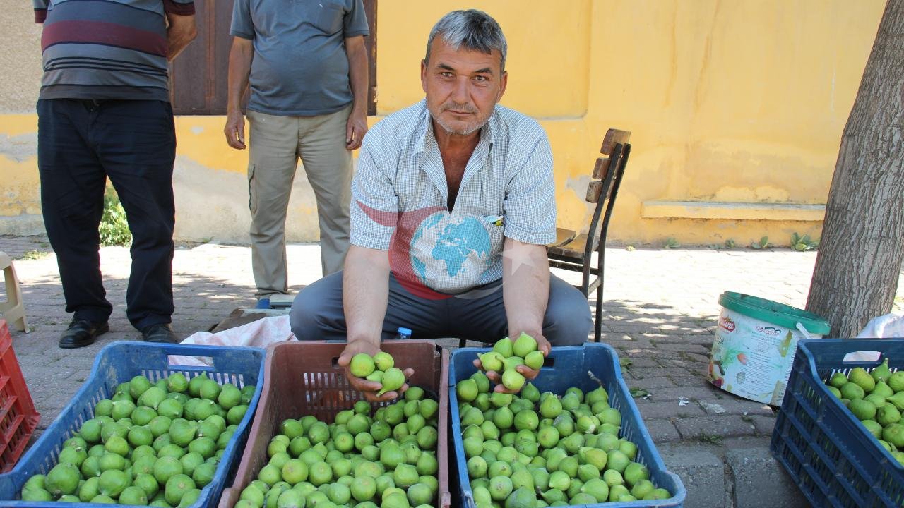Aydın'da İncir Üretimini Kurtaran İlekler: Kilogramı 500 TL'ye Satılıyor