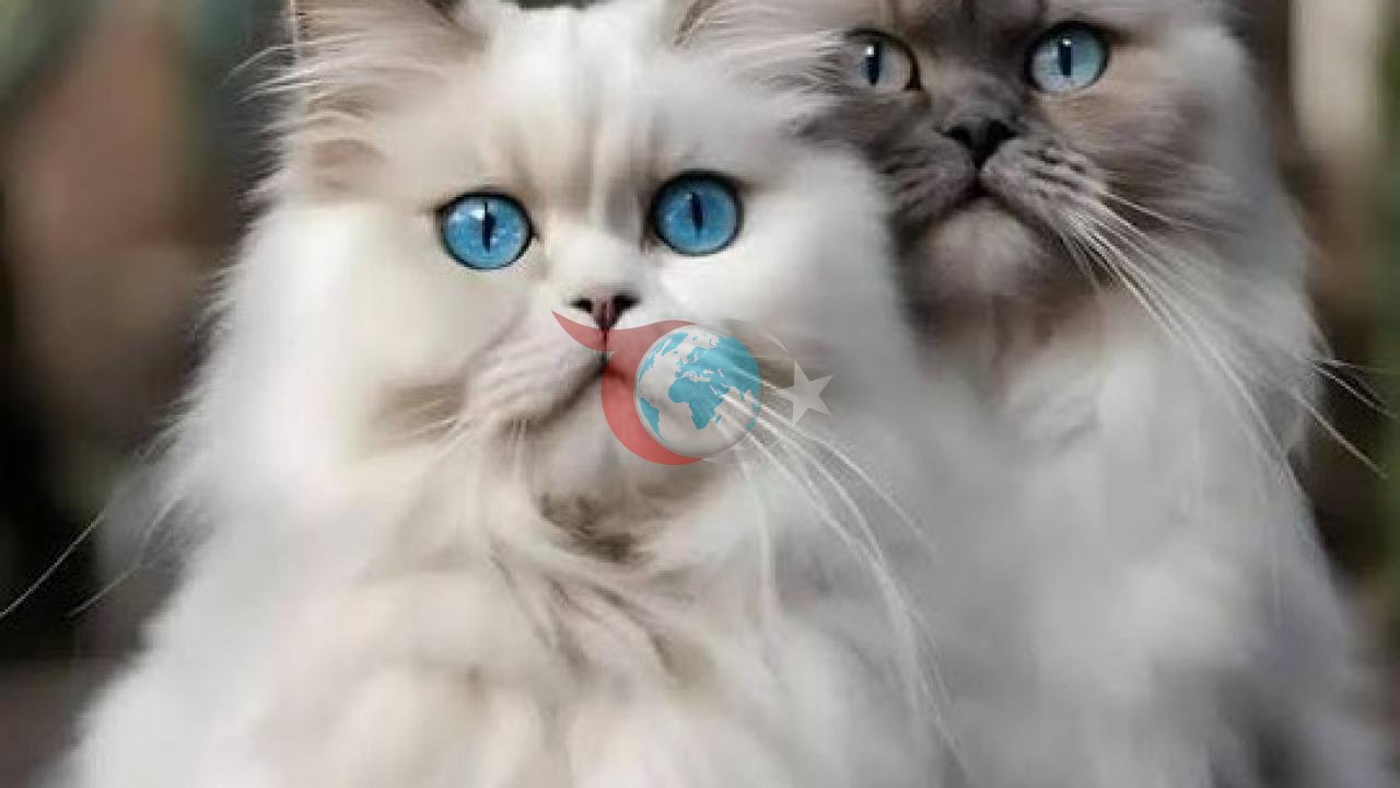 Vietnam'da Kedi Kaçakçılığı Operasyonu: Yüzlerce Kedi Kurtarıldı