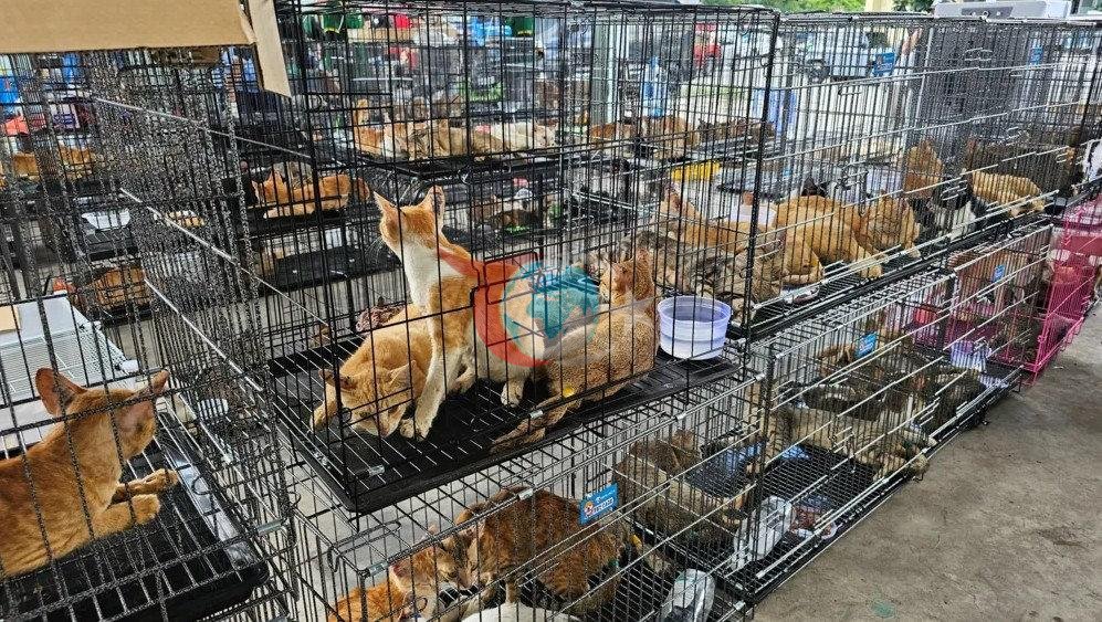Vietnam'da yemek üzere çalınan yüzlerce kedi polis tarafından kurtarıldı. (Kaynak: BBC)