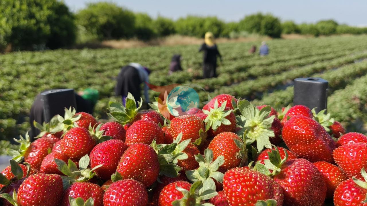 Silifke Çileği Hasadında Son Aşamaya Gelindi: İhracat ve Fiyatlar