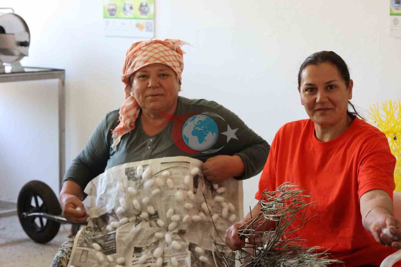 Muğla'da İpek Böcekçiliği Yeniden Hayat Buluyor